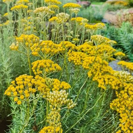 Helichrysum italicum Curry Plant with aromatic silvery-gray foliage, slender stems, and clusters of golden-yellow flowers in a sunny garden