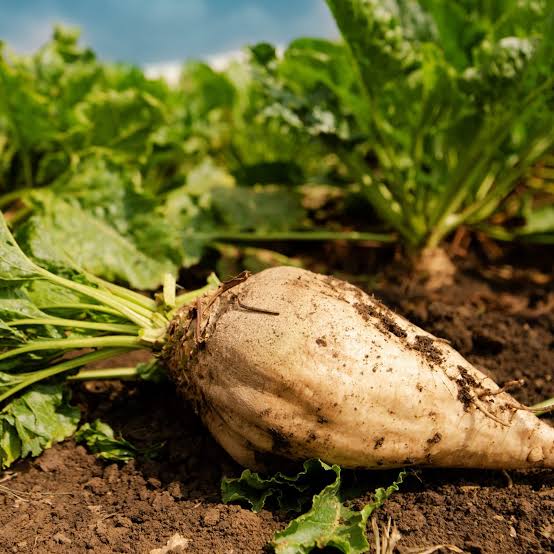 Sugar Beet Beta vulgaris Altissima Group Seeds for Home Gardens, Vegetable Growing, and Agricultural Cultivation