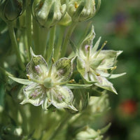 Monument Plant Frasera speciosa garden seeds for growing a distinctive perennial wildflower.