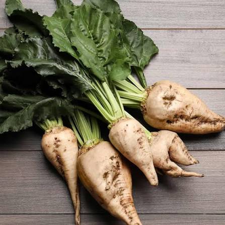 Sugar beet plant with green foliage and developing root