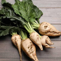Sugar beet plant with green foliage and developing root