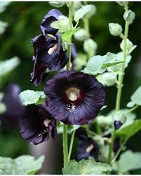 Arabian Nights Hollyhock Seeds – Alcea rosea var. nigra Black Flowers