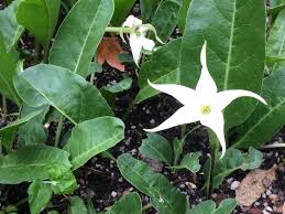 Jaborosa sativa Flowering Plant Seeds for Botanical Collections