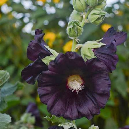 Arabian Nights Hollyhock Seeds – Alcea rosea var. nigra for Flower Gardens