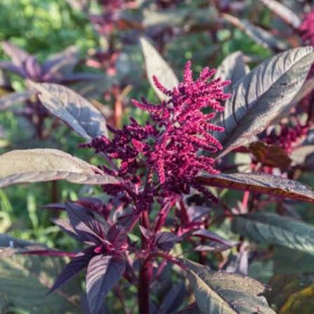 Hopi Red Dye Amaranth flower and garden seeds for ornamental garden planting.