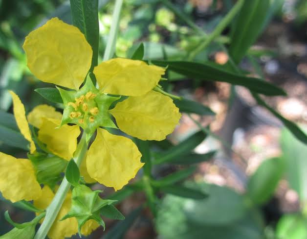 Heimia salicifolia Seeds – Yellow Flowering Shrub for Gardens