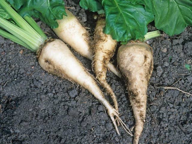 Sugar Beet Beta vulgaris Altissima Group seeds for vegetable gardening