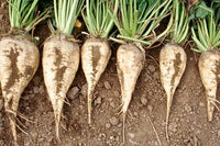 Sugar Beet Beta vulgaris Altissima Group Seeds for Home Gardening, Vegetable Gardens, and Agricultural Planting