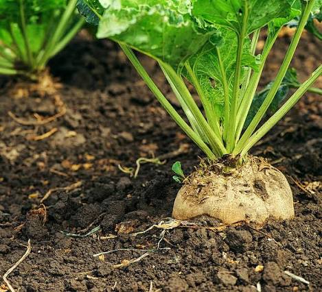Sugar beet plant with green foliage and developing storage root