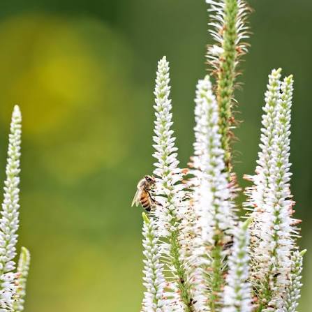 Culver’s Root Veronicastrum virginicum seeds for growing an ornamental perennial flower plant.