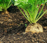 Sugar beet plant with green foliage and developing root