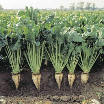 Sugar Beet Beta vulgaris Altissima Group seeds for root crop cultivation