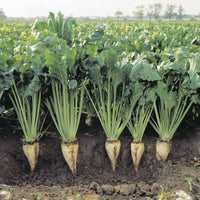 Sugar Beet Beta vulgaris Altissima Group seeds for agricultural cultivation
