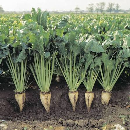 Sugar Beet Beta vulgaris Altissima Group seeds for agricultural cultivation
