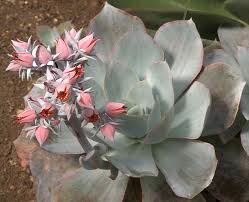 Echeveria Runyonii Crassulaceae Seedum Succulent