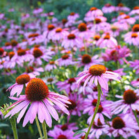 Pale Purple Coneflower – Hardy Wildflower Seeds