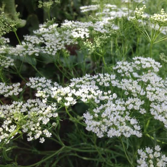 Official Anise Herb Seeds Pimpinella anisum for home gardening