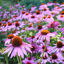 Birds Eyes – Hardy Wildflower Garden Seeds