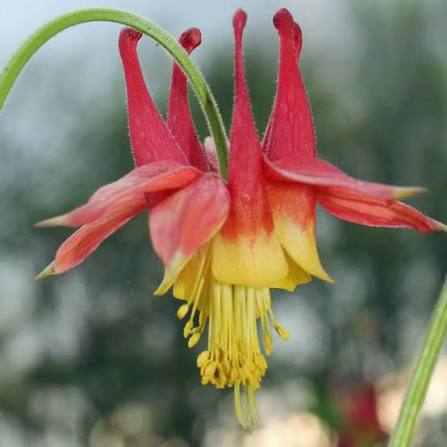 Aquilegia canadensis Wild Columbine Wildflower Garden Planting Seeds