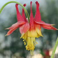 Aquilegia canadensis Wild Columbine Wildflower Garden Planting Seeds