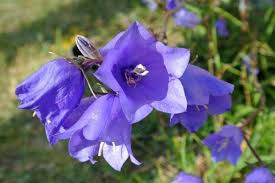 Bellflower Willow Peach Lived Blue Campanula Persicifolia – Perennial Flower Seeds