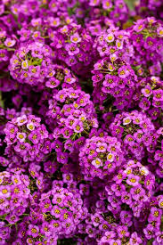 Royal Carpet Sweet Alyssum Lobularia Maritima – Colorful Wildflower Seeds