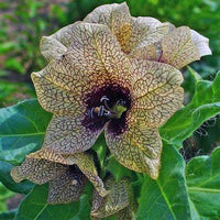 Organic Black Henbane Hyoscyamus niger plant with pale yellow flowers, dark purple veins, and hairy gray-green foliage