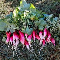 French Breakfast Summer Radish Seeds for Planting ( Seeds)