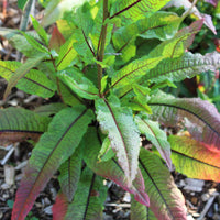 Red-Veined Dock Rumex sanguineus plant with green leaves and prominent red veins.