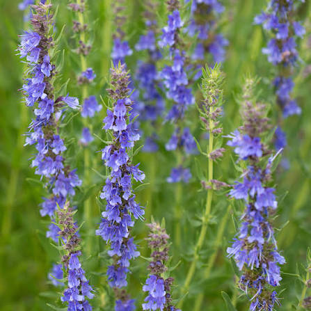 Organic Official Hyssop Hyssopus officinalis flowering herb plant with narrow green leaves, upright branching stems, and blue-violet flower spikes