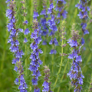 Organic Official Hyssop Hyssopus officinalis flowering herb plant with narrow green leaves, upright branching stems, and blue-violet flower spikes