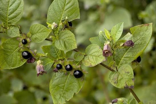 Atropa Belladonna Seeds for Botanical Gardens and Specialty Plant Collections