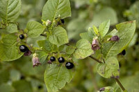 Atropa Belladonna Seeds for Botanical Gardens and Specialty Plant Collections