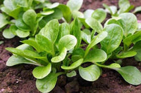 Rampion Seeds – Campanula rapunculus Plant Seeds for Gardening