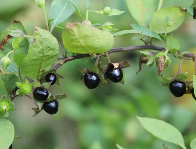 Belladonna deadly nightshade plant with distinctive green foliage