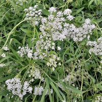 Sium sisarum Seeds – Skirret Garden Planting Seeds