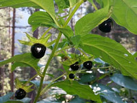 Atropa Belladonna Seeds for Botanical Gardens and Specialty Plant Collections