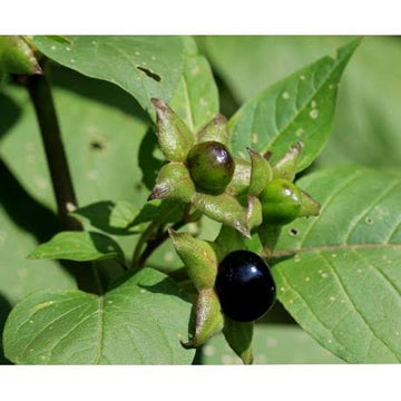 Official Belladonna Atropa belladonna seeds for botanical plant collections