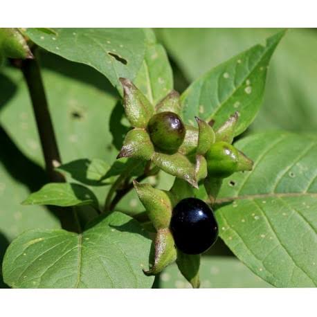 Caucasus Belladonna Atropa belladonna caucasica Seeds for Home Gardens and Botanical Plant Collections