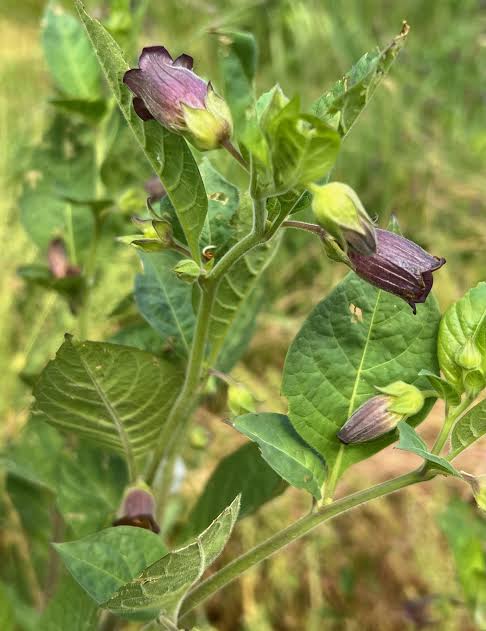 Caucasus Belladonna Atropa belladonna caucasica botanical seeds