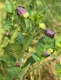 Caucasus Belladonna Atropa belladonna caucasica botanical seeds