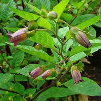 Atropa belladonna caucasica botanical plant species for specialist collections