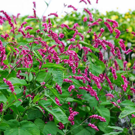 Persicaria orientalis Seeds – Kiss-Me-Over-the-Garden-Gate Flower Plant