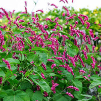 Persicaria orientalis Seeds – Kiss-Me-Over-the-Garden-Gate Flower Plant