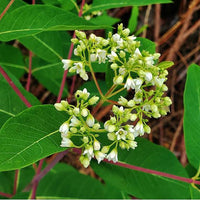Indian hemp, Apocynum cannabinum perennial plant with green leaves and clusters of pale flowers