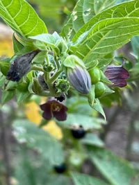 Turkmenistan Belladonna Atropa komarovii Seeds for Botanical Plant Collections and Specialty Gardens