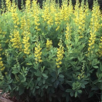 Wild Indigo Baptisia tinctoria perennial wildflower with small yellow pea-shaped flowers, blue-green compound leaves, and rounded branching stems