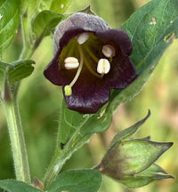 Atropa komarovii Seeds Turkmenistan Belladonna for Specialty Gardens and Botanical Interest