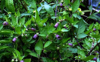 Turkmenistan Belladonna Atropa komarovii seeds for botanical collections