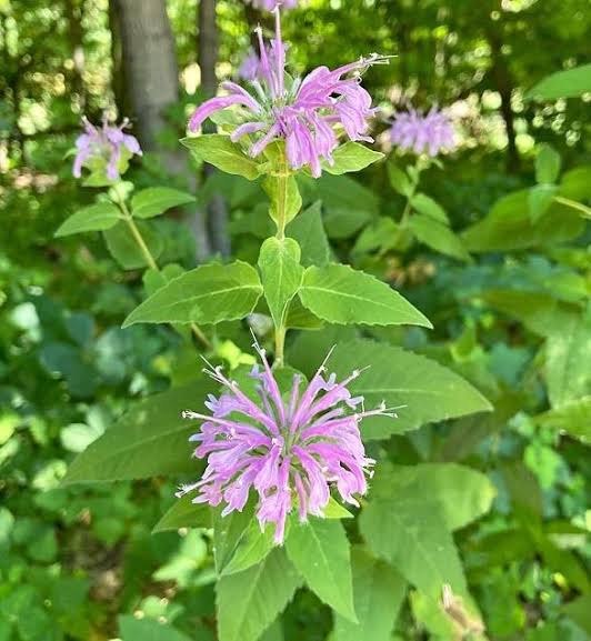 Bergamot Seeds for Growing Lavender, Lemon, Sweetleaf and Yellow Dotted Mint in Herb Gardens